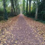 Image d'un chemin entouré d'arbres et de végétation pour symboliser le chemin que chacun fait